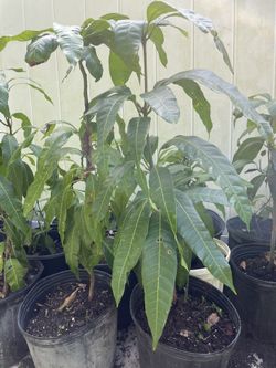 Many Mango Fruit Tree Varieties