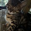 Jaime McCullough