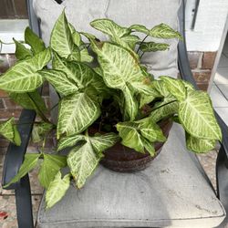 Arrowhead Vine Plant 