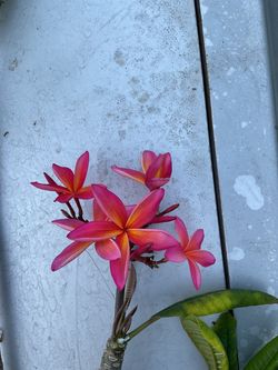 Kauka Wilder plumeria cuttings. Multiple sizes available. Starting at $15