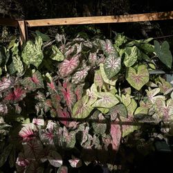 Caladiums And Much More