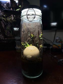 Bioactive jar terrarium