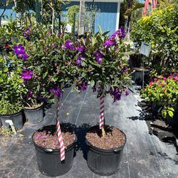 Tibouchina Trees In 7gal 