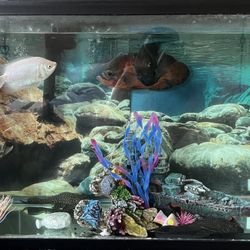 Fish Tank 60 gallon 