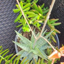 Large Succulents Potted