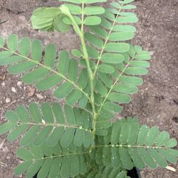 Sweet Tamarind Trees In One Gallón 1F The Tall $25 Each
