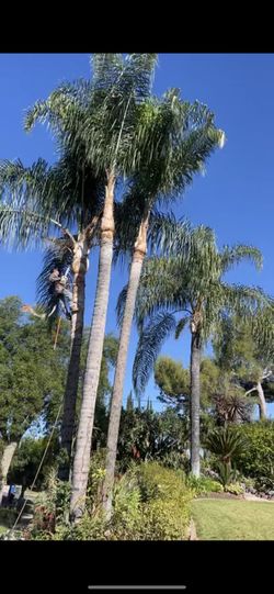Palm Tree Trimming