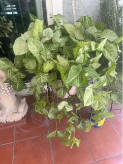 Anaheim big plant