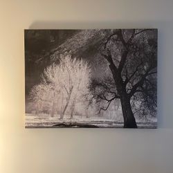 Black And White Tree Canvas Art 30”x40”