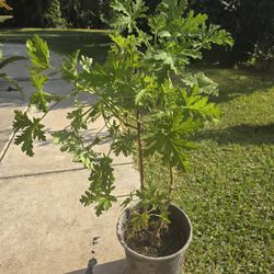 Citronella Plant 🦟 🪰 