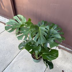 8” xxl monstera deliciosa