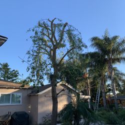 Trimming