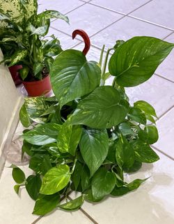 🌿SUPER HEALTHY♥️Golden Pothos 🙏PLS READ DESCRIPTION 6”nursery pot