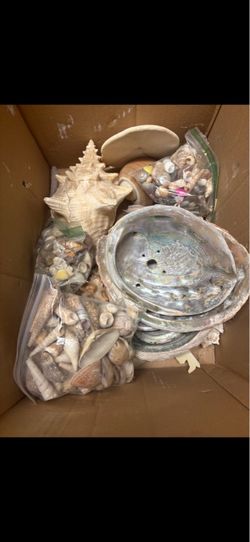 Large Mixed Seashell Collection Lot
