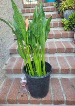 Calla Lily plant in 5-gal nursery pot.  Last pic shows a mature plant.