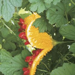 Cerase bitter plant medicinal herb cunde amor Asossi