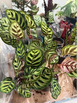 Calatheas makoyana