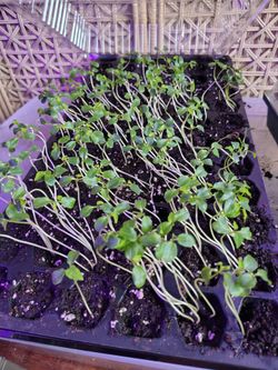 Papaya seedlings
