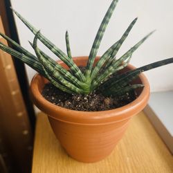 Succulent Live Plant. Pot 7” Toll. Migh Help To Deliver 