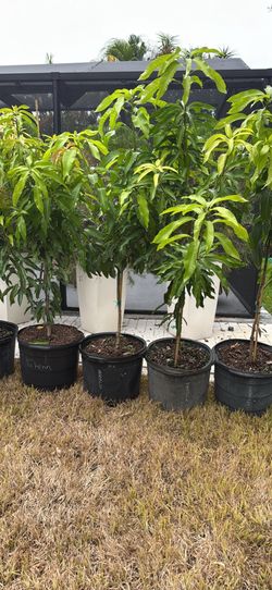 Crafted mango trees 15-g 5’ 6’ tall. Árbol mango ingerto 5’ 6’ pies alto