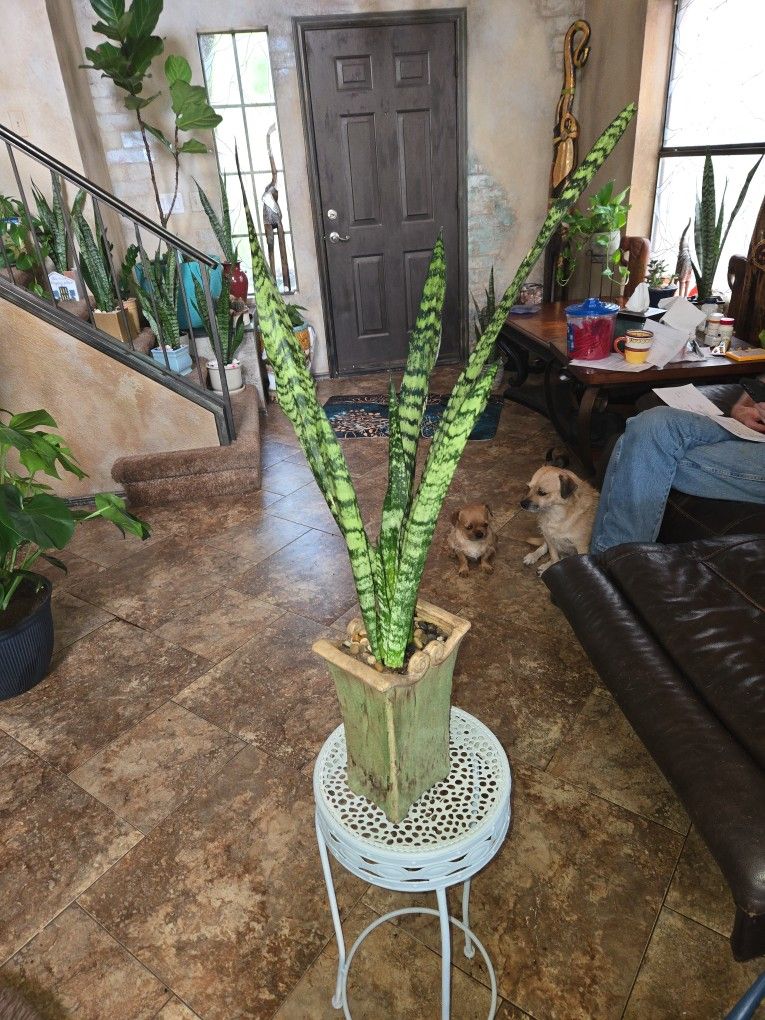 2ft 7in Tall Sansevieria Snake Plant In Ceramic Pot With Stones