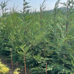 Leyland Cypress 