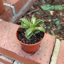 Tigers Jaw Succulent 