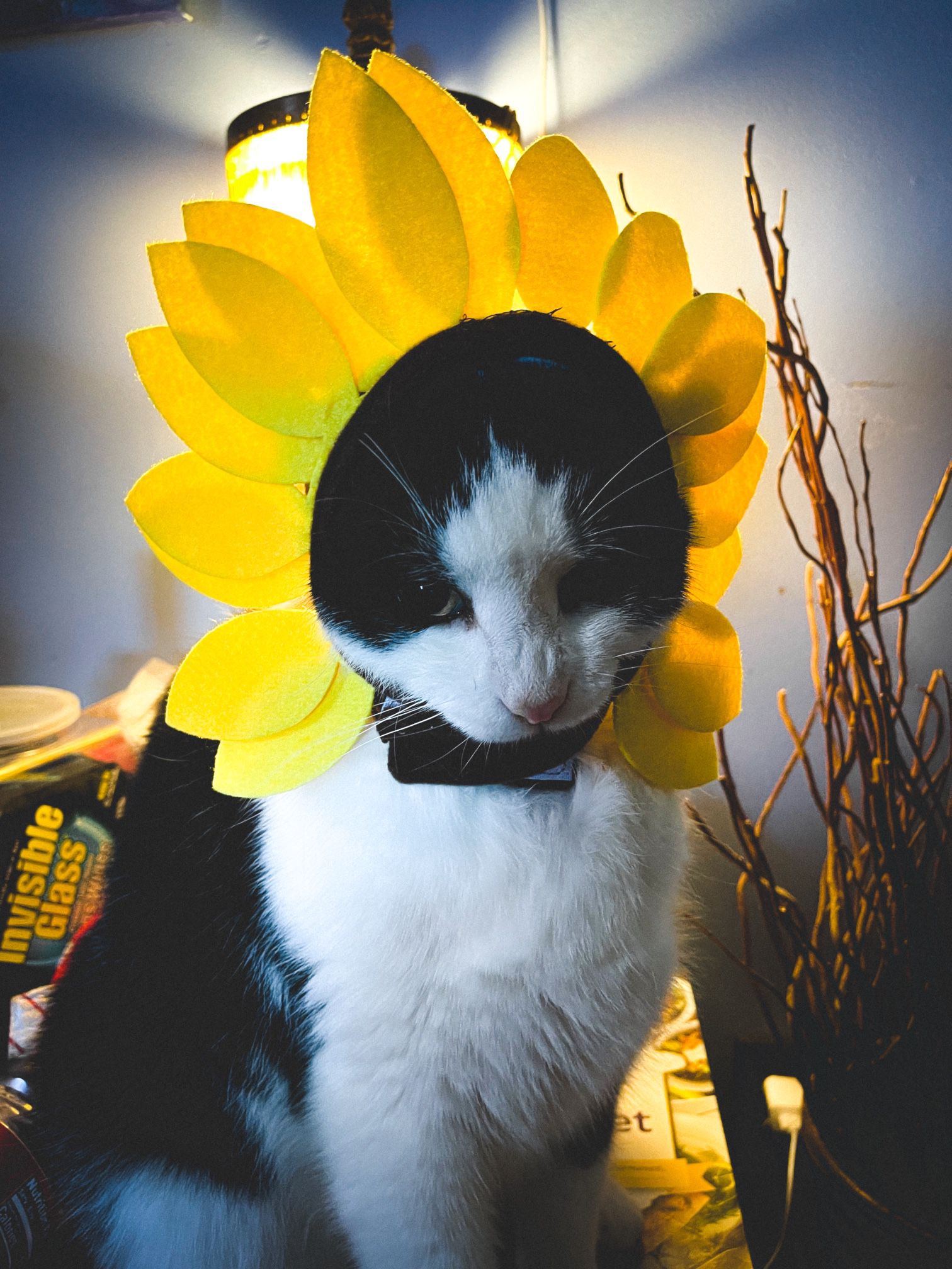 Sunflower Cat Costume 