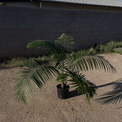 Palm Plant 