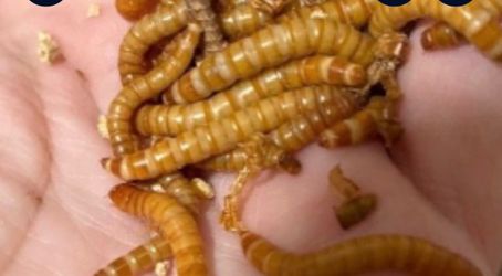 Live mealworms