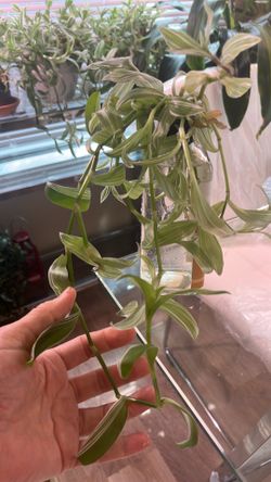 Multiple Life plants 🌱 branches