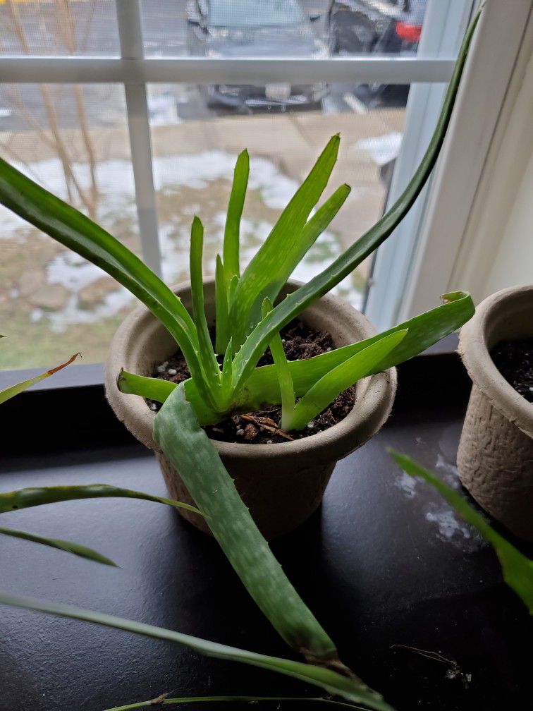 Aloe Vera Plants!