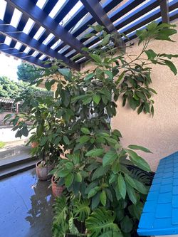 Large Avocado Trees in Terracotta Pot
