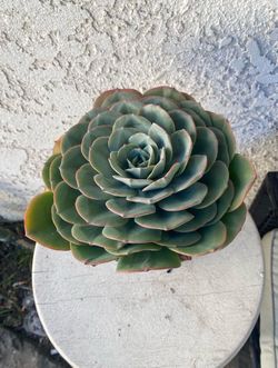 6 Inch Pot - Succulent Plant - Hidden Queen -  Echeveria Australis Rose - Rooted & Established - Drought Resistant - 🪴
