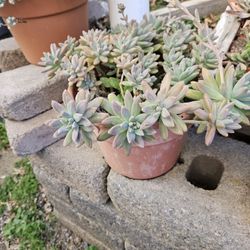 Succulents In 10" Color Pot For $10