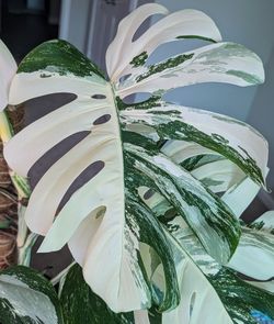 Rare Monstera Albo "White Tiger" for Sale in Nashville, TN - OfferUp