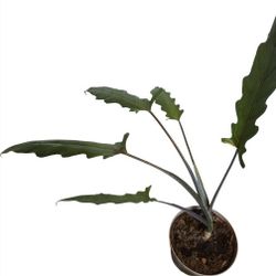 Alocasia lauterbachiana