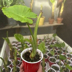 Elephant Ear Plant (Alocasia) for Sale 🌿