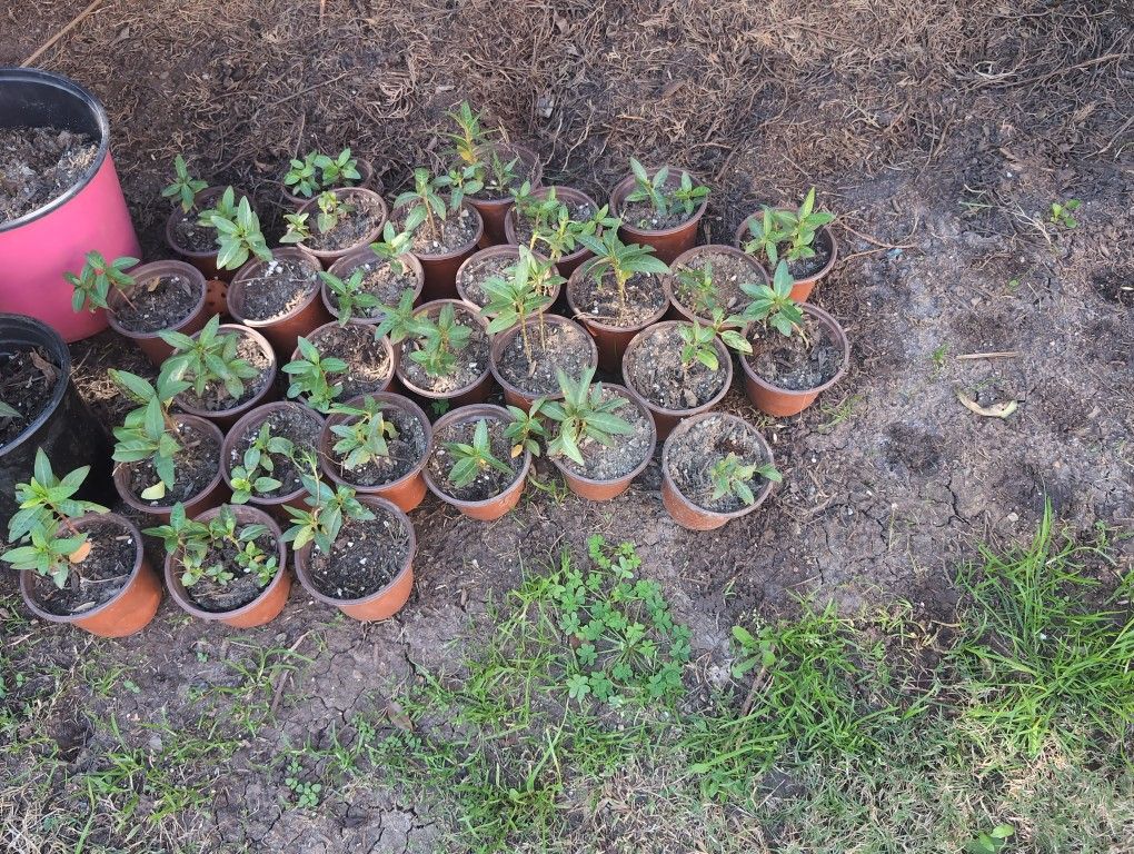 Milkweed - Attracts And Home To Butterflies 