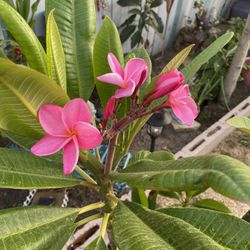 Plumeria Cutting