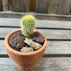 Golden Globe Ball Cactus Plant Comes With Mini Terracotta Pot