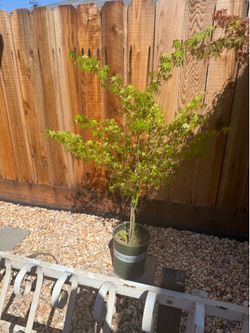 Small Plant