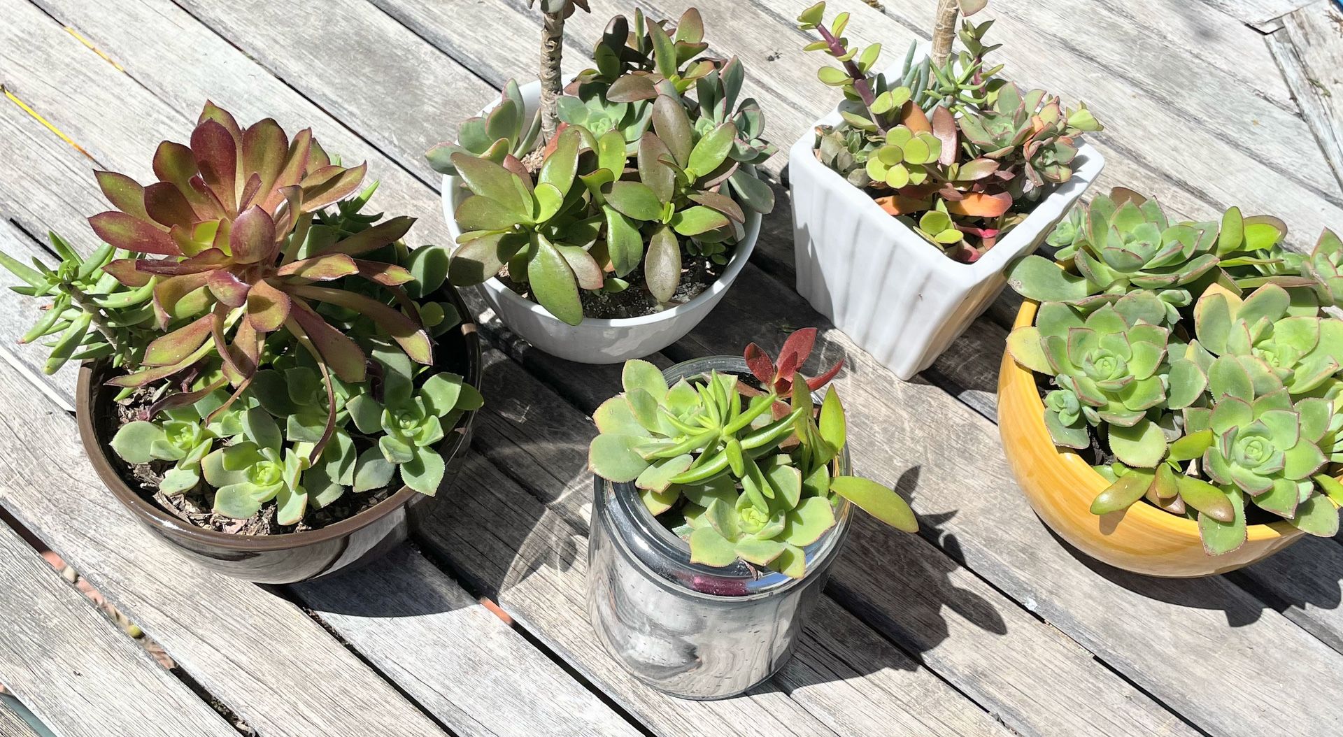 Succulents — Live