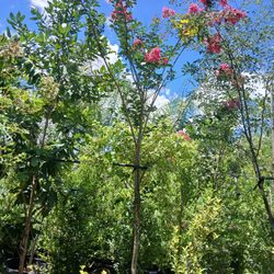 🌸Pink Crape Mytrle Trees🌳$200🩷Blooming 