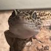 Sebastian 