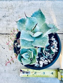 Bonsai Agave