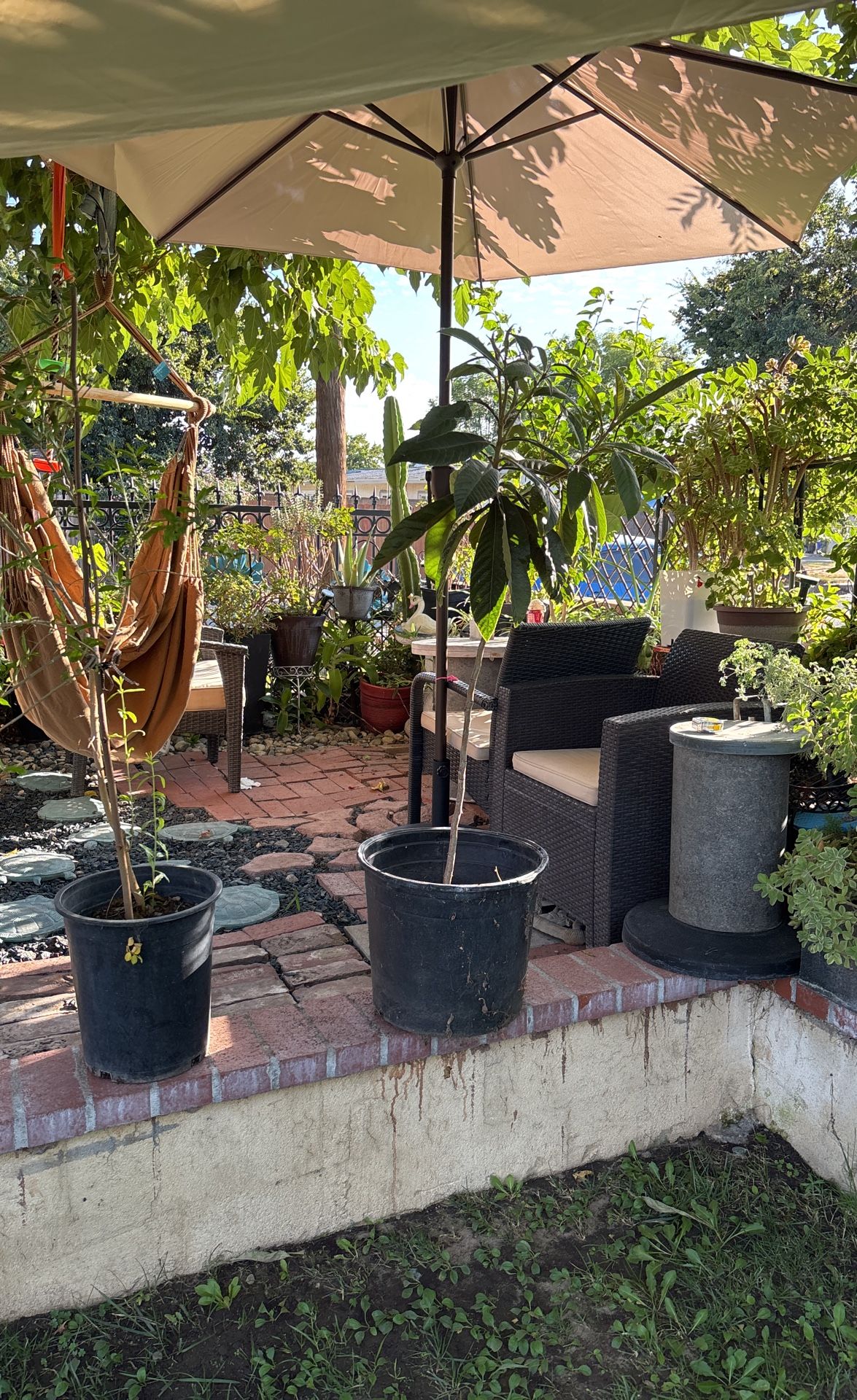 arbol de mispero mide 4 pies 1/2