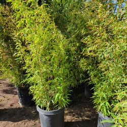 Bamboo Tree