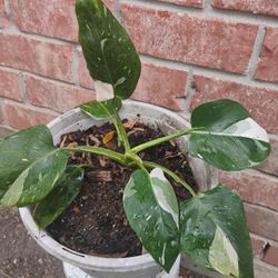 Philodendron  White 🤍 Wizard Plant 