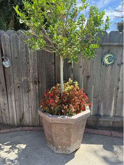 Big plant with pot